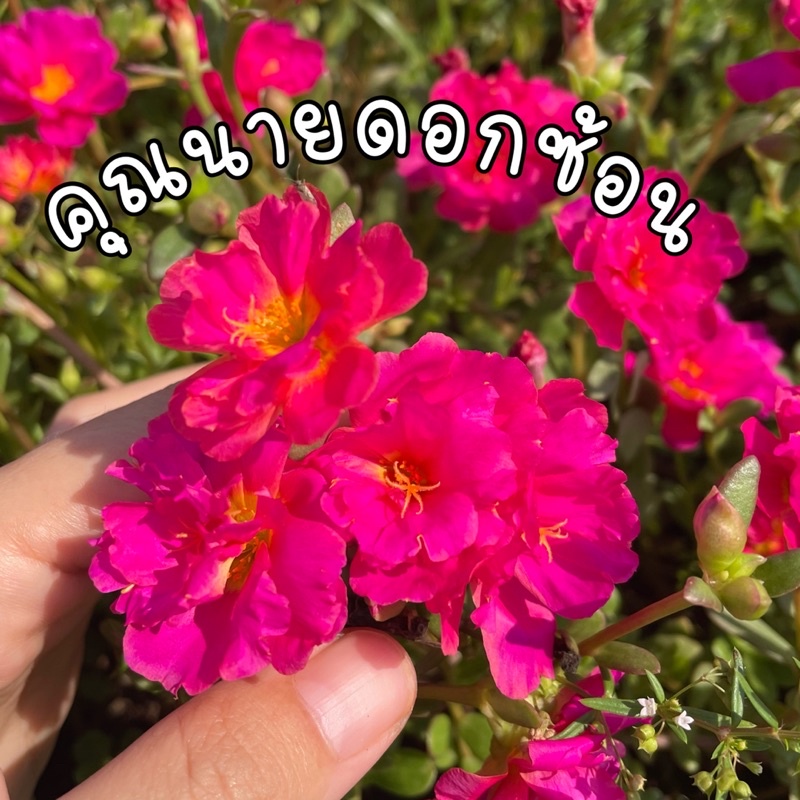 Lady rose คุณนายตื่นสายแบบดอกซ้อนสีเดียวในไทย