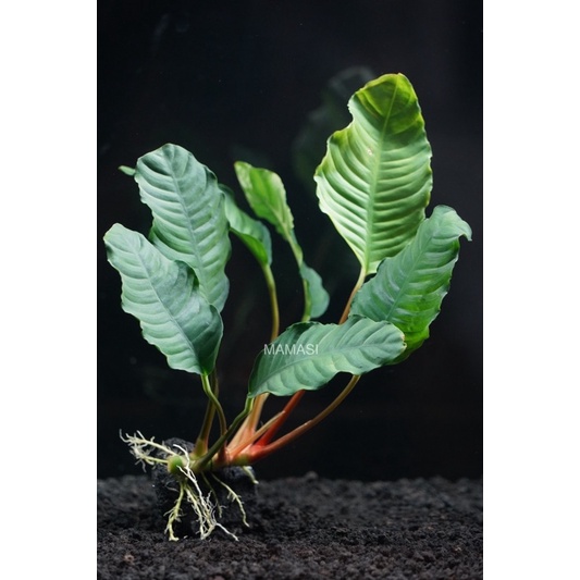 (ต้นไม้น้ำ) Anubias barteri coffeefolia
