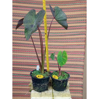 จับคู่โคโลคาเซีย 2ต้น เมจิกกลาย+เลม่อนไลม์ ได้2ต้นตามรูปนี้ตรงปก Colocasia Eesculenta Black magic+ Lemon lime gecko(A1)