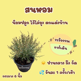 ต้นสนหอม ไล่ยุง กระถาง 6 นิ้ว