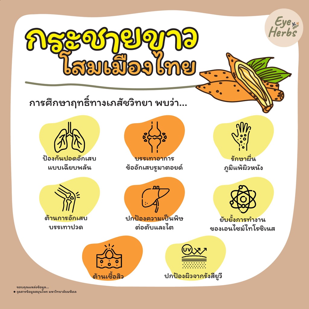 กระชายขาวสกัด ⭕ กระชายสกัดเข้มข้น 100%  เพิ่มภูมิคุ้มกัน แก้กรดไหลย้อน ท้องอืด รูปที่ 7