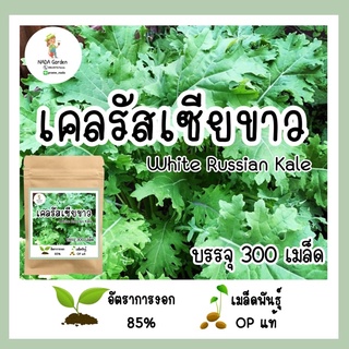 เมล็ดเคลรัสเซียขาว 300 เมล็ด อัตราการงอกสูง 🌱