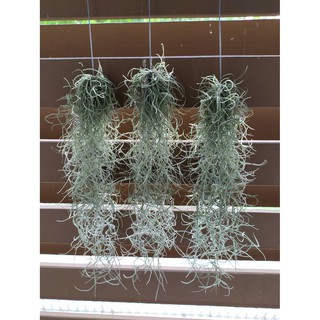 ไม้มหัศจรรย์ เคราฤาษี กรองฝุ่นpm2.5   Spanish moss