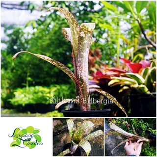 👑ต้นสัปปะรดสี Billbergia Strawberry cream ส่งแบบตัดสด ไม้กระถาง ไม้ใบ 👑