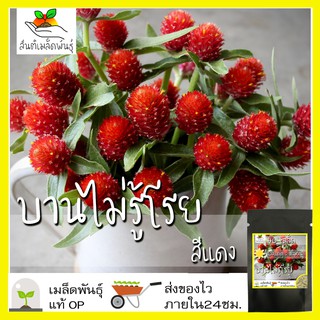 เมล็ดพันธุ์ ดอกบานไม่รู้โรย สีแดง 40เมล็ด Red Amaranth Flower Seed เมล็ดพันธุ์แท้ นำเข้าจากต่างประเทศ ปลูกผัก สวนครัว ดี