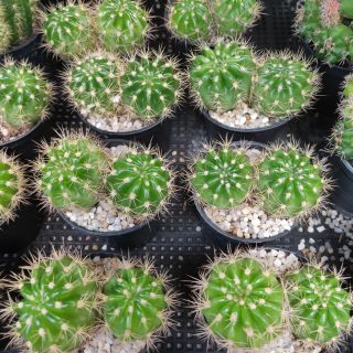 กระบองเพชร แคคตัส อิชินอฟ ดาวล้อมเดือน (Echinopsis calochlora)