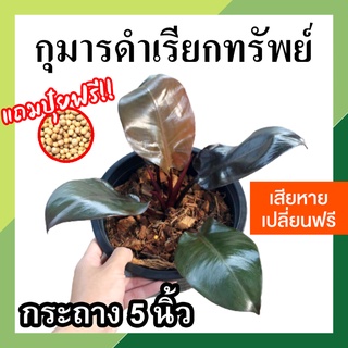 *รับประกัน* กุมารดำเรียกทรัพย์ Philodendron Black Cardinal กระถาง 5 นิ้ว ต้นไม้มงคล ไม้หายาก ฟอร์มสวย ต้นไม้ฟอกอากาศ