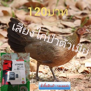 เสียงไก่ป่าตัวเมีย, ใช้ล่อ