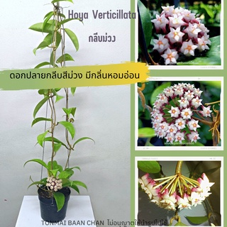 Hoya verticillata  กลีบม่วง ต้นโฮย่า ไม้แขวนไม้ประดับ  ส่งต้นติดดอก ไม้ดอกกลิ่นหอม ตกแต่งสวน ส่งต้นพร้อมลวดแขวน