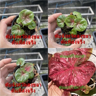 ตับจังหวัดสงขลา สงขลาบอนสี ไม้ผ่าหัว บอนสีตัวเทพ บอนสีราคาส่ง caladium บอนสีไทย