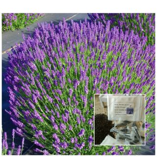 เมล็ด ลาเวนเดอร์ Blue Lavender Seeds