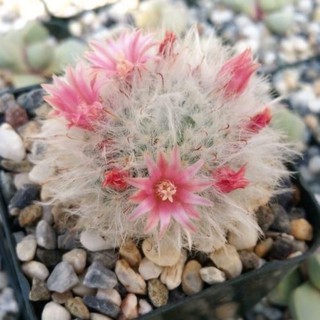 Mammillaria bocasana 30เมล็ด.-89