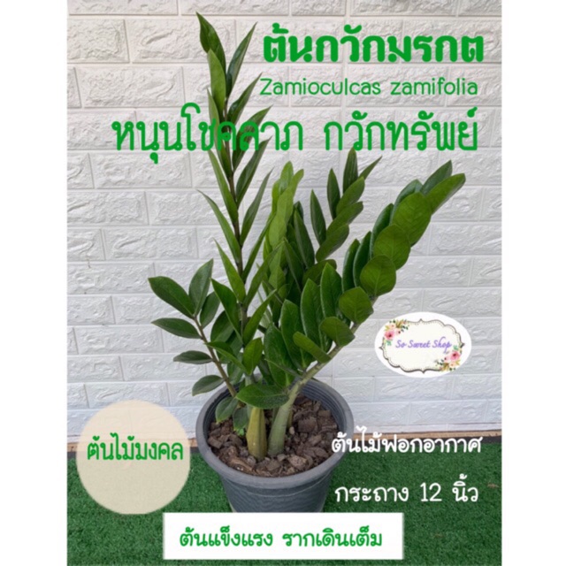 My Image 25