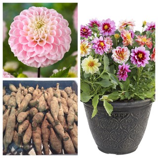 รักเร่ Dahlia สายพันธุ์ Wizard of Oz Dahlias นำเข้าจากเนเธอร์แลน หัวสดใหม่ 1 หัว/ออเดอร์