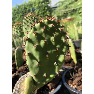 Opuntia marnierana  ( หนามตะขอ)