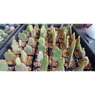 แคคตัสราคาถูก Cactus กระบองเพชร แคสตัสต้นไม้และเมล็ดพันธุ์