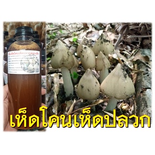 เชื้อเห็ดโคนเห็ดปลวก (ดอกเล็ก) ขนาด 500 มล.