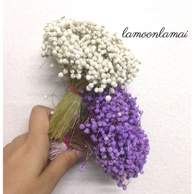 ดอกหญ้าเเห้ง"ละอองดาวสีขาว" ดอกหญ้าแห้งอยู่ได้นานมาก