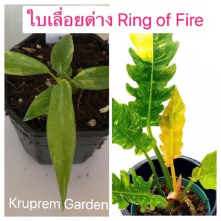 [ส่งฟรี] philodendron ring of fire ฟิโลเดนดรอน ใบเลื่อยด่าง เลือกต้นได้ พร้อมส่ง