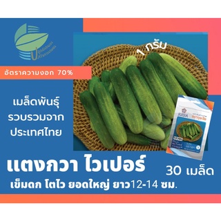 แตงกวา ไวเปอร์ (Cucumber)