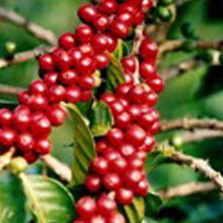 Davinci Medium Dark Roasted (เมล็ดกาแฟไทย)