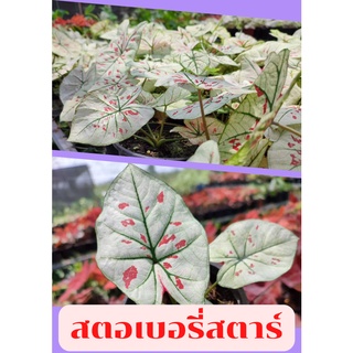 1 กระถางต้นบอนสี สตอเบอรี่สตาร์ Strawberry star ต้นแข็งแรง ส่งคละกระถาง