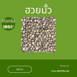 💥โปรต้อนรับ 2568💥 ฮวยมั้วเม็ดใหญ่ มาแล้วค่ะเป่าฝุ่นแล้วสะอาดสำหรับนกแก้ว นกแก้วชอบมาก