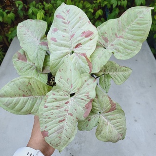 Syngonium milk confetti ไม้ตระกูลเงินไหลมา มิลค์คอนเฟตติ ไม้ด่าง ไม้ฟอกอากาศ