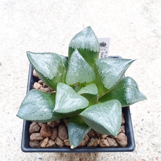 พร้อมส่ง!!ฮาโวเทีย Haworthia comptoniana hybrid Akanko จัดส่งแบบล้างราก