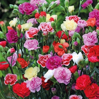 เมล็ดดอกคาร์เนชั่น คละสี  20-30เมล็ด carnation mixed   เมล็ดนำเข้า  พันธุ์แท้100%