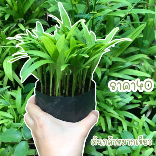 My Image 24