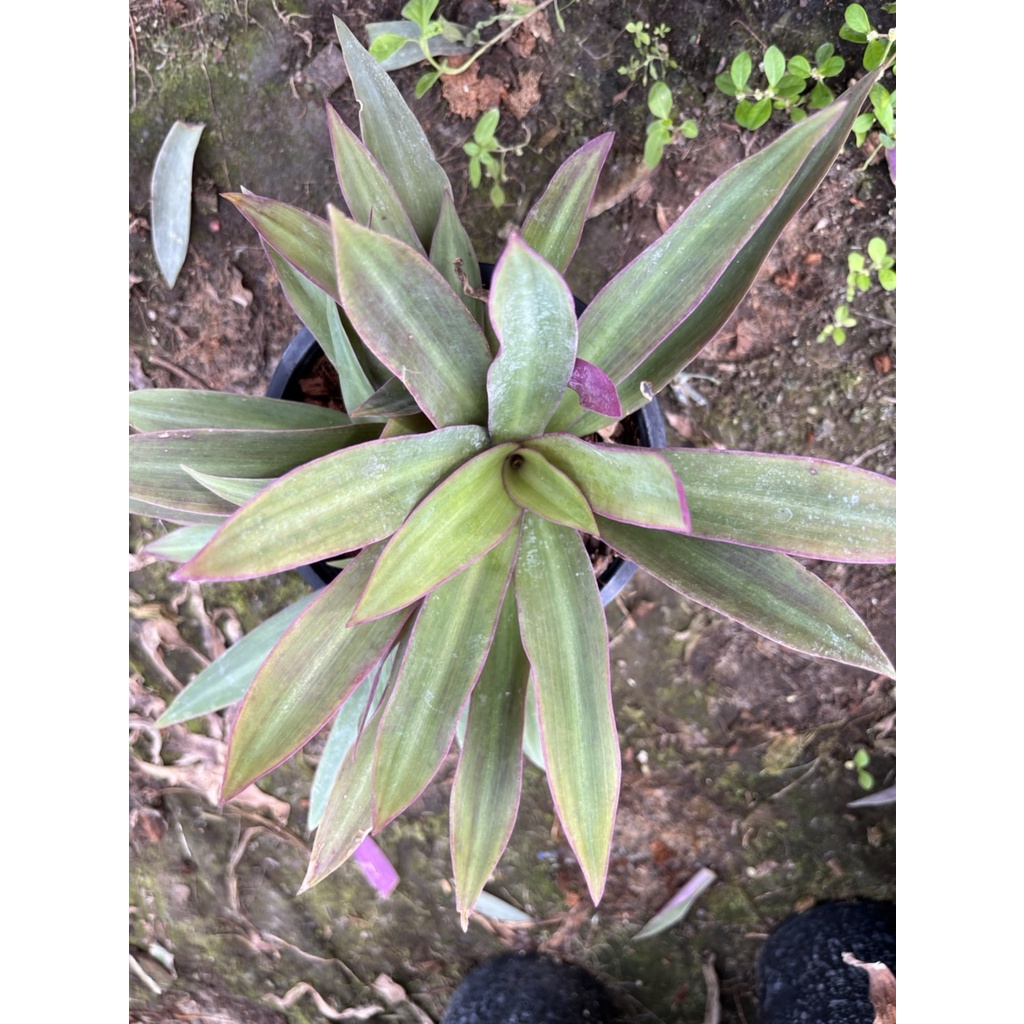 มุมมอง 4