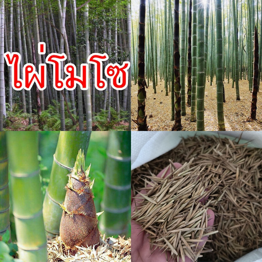 🎄ไผ่ลำเดี่ยว ไผ่ยักษ์จีน ไผ่โมโซ Moso bamboo ''Phyllostachys edulis'' เมล็ดพันธ์นำเข้า ของแท้ 100%