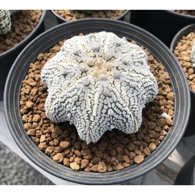 แอสโตรไฟตัม ซุปเปอร์คาบูโตะ ลูกวี ลุ้นวี ลูกโกะ  (Astrophytum super kabuto)