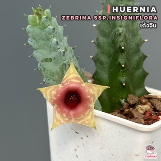 เก๋งจีน Huernia Zebrina ssp.insigniflora แคคตัส กระบองเพชร cactus&amp;succulent