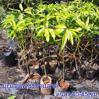 1 ต้น พันธุ์มะม่วงเพชรบ้านลาดมะม่วงโบราณหายาก สูงประมาณ 35-40 ซม.ต้นเสียบยอด พร้อมส่ง