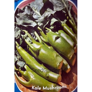 [100 เมล็ด] เมล็ดคะน้าเห็ดหอม Kale Mushroom