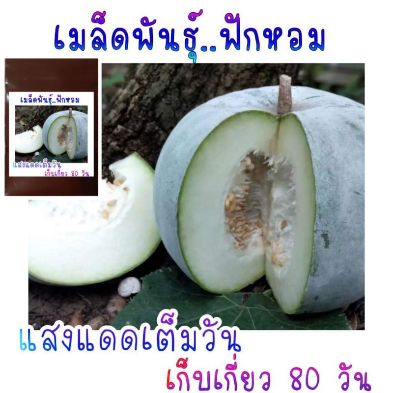 20 เมล็ด เมล็ดพันธุ์ฟักหอมพื้นบ้าน