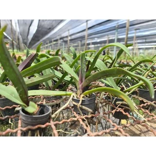 กล้วยไม้ช้างนิ้ว ต้นเล็ก Rhynchostylis gigantea หลากสายพันธุ์