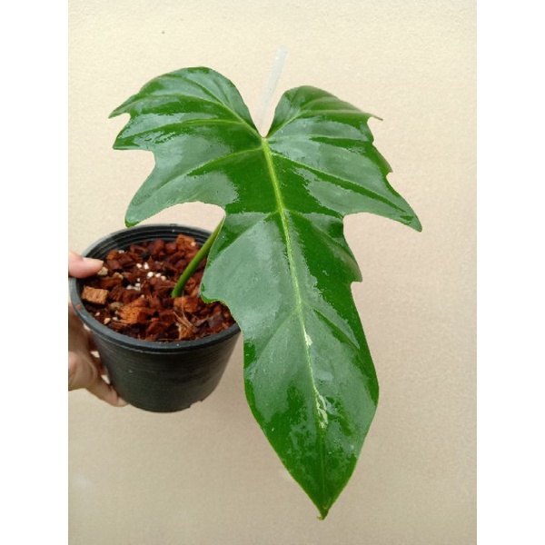 Philodendron Golden Dragon Variegatedฟิโลมังกรด่าง(ทักแชทดูภาพเพิ่มเติม)ไม้วางข้อแทงเขี้ยวแล้ว