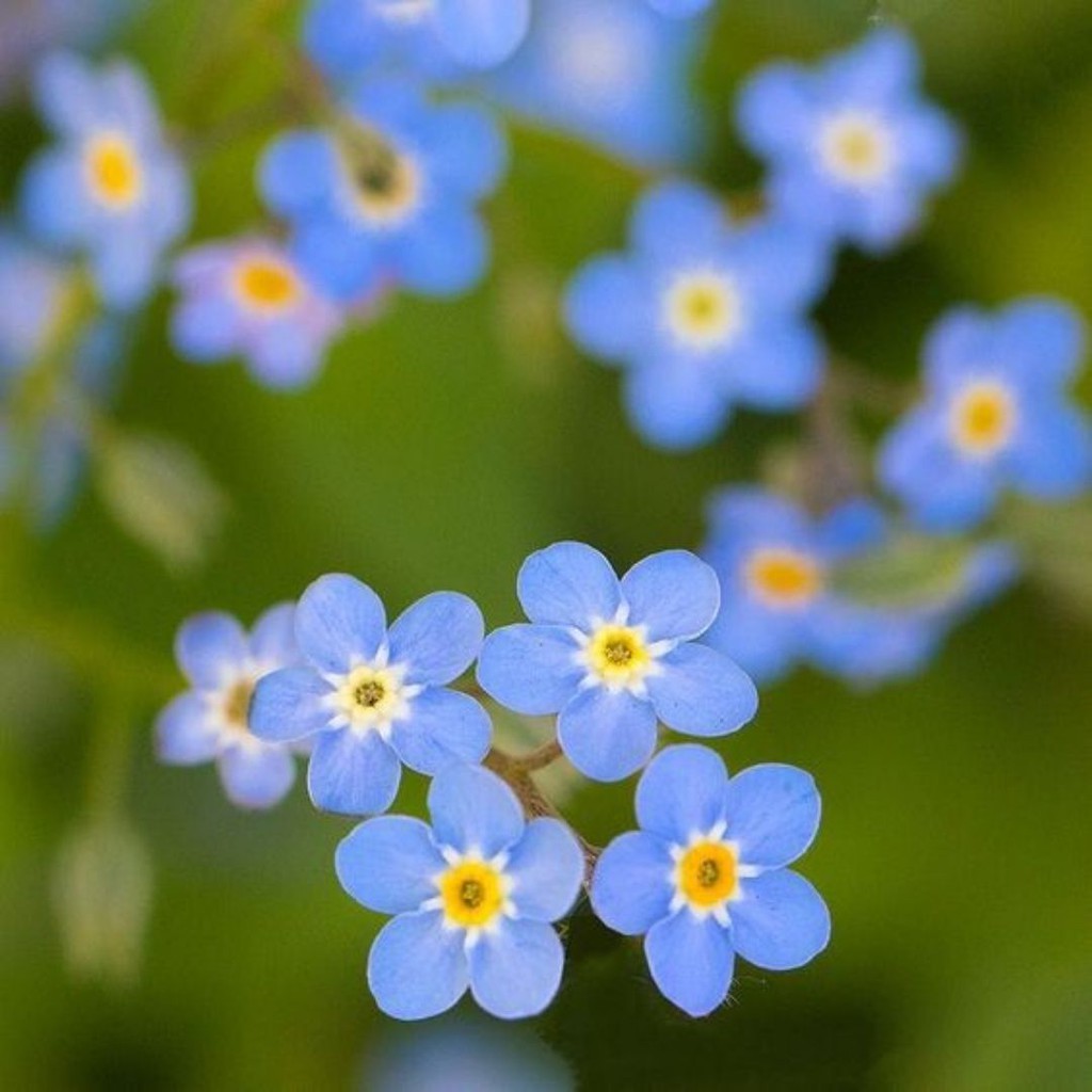 เมล็ดพันธุ์ ดอกฟอร์เก็ตมีน็อต สีฟ้า Forget Me Not 100 เมล็ด เมล็ดพันธุ์แท้ ฟอร์เก็ตมีน็อต นำเข้าจากต่างประเทศ ปลูกดอกไม้ - รูปที่ 3