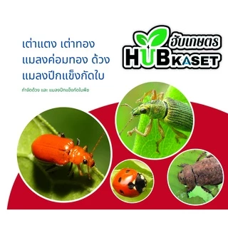 แซดอาเซ็ต 285เอ็ม 1ลิตร (อะซีทามิพริด) ป้องกันกำจัดหนอนใยผัก เพลี้ยไฟ หนอนชอนใบ เพลี้ยอ่อน แมลงหวี่ขาว