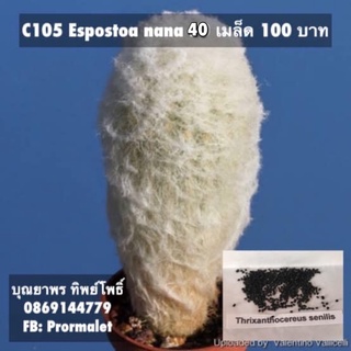 c105 Espostoa nana 40 เมล็ด 100 บาท