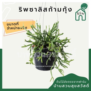 ริพซาลิสก้ามกุ้ง ในกระถาง 4 นิ้ว Rhipsalis