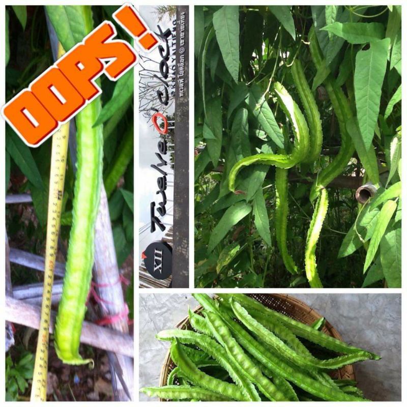 เมล็ดพันธุ์ถั่วพูยักษ์