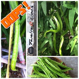 เมล็ดพันธุ์ถั่วพูยักษ์