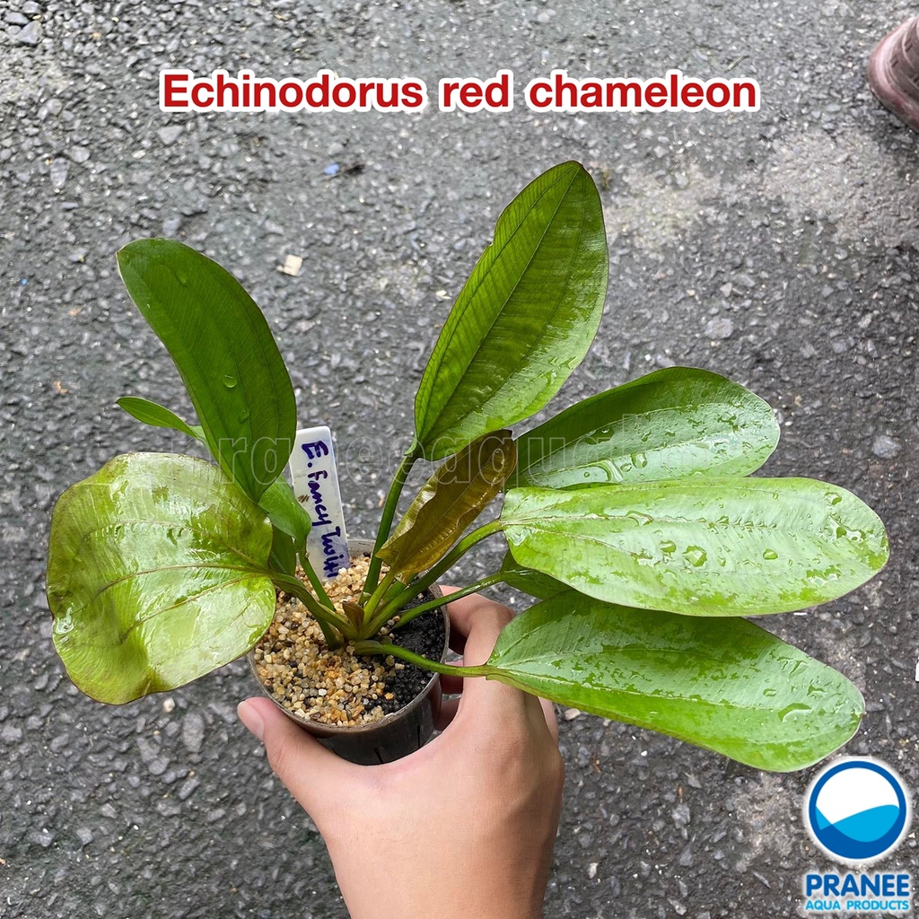 อเมซอน Echinodorus red chameleon ต้นไม้น้ำ ต้นไม้น้ำพร้อมปลูก ***กรุณาอ่านรายละเอียดก่อนสั่งซื้อ***