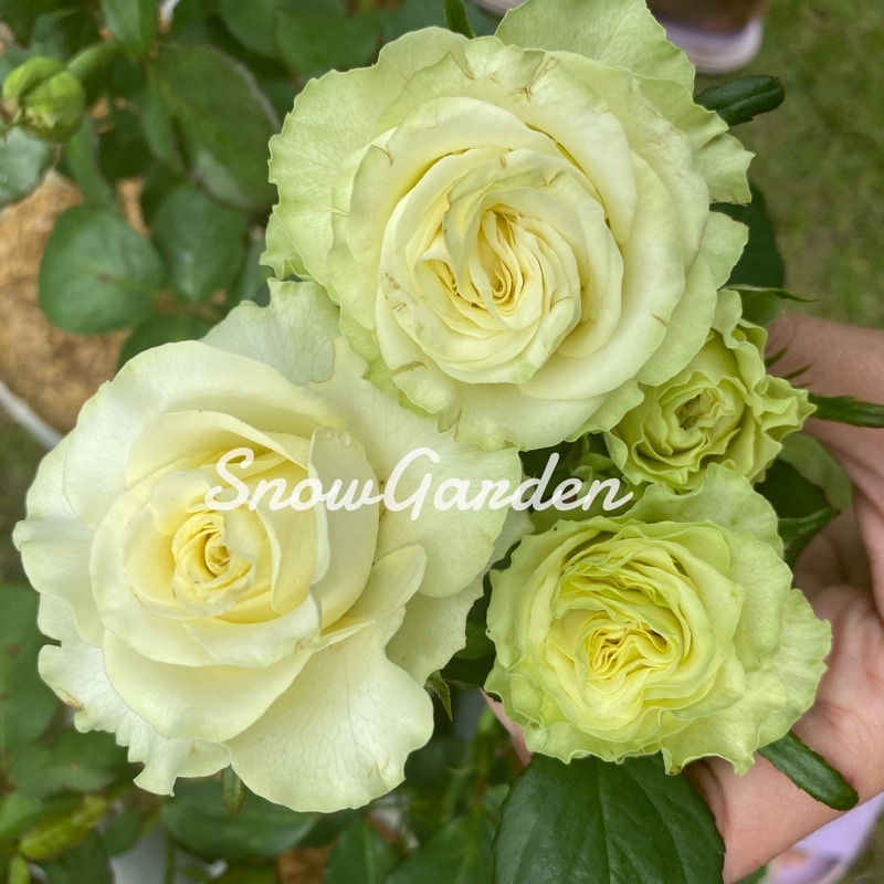 กุหลาบ Wasabi Rose (ส่งติดดอก)วาซาบิ สีเขียวอ่อนๆ กุหลาบตัดดอก บานทนใบหยัก สีจริงสวยมาก กุหลาบตามหา