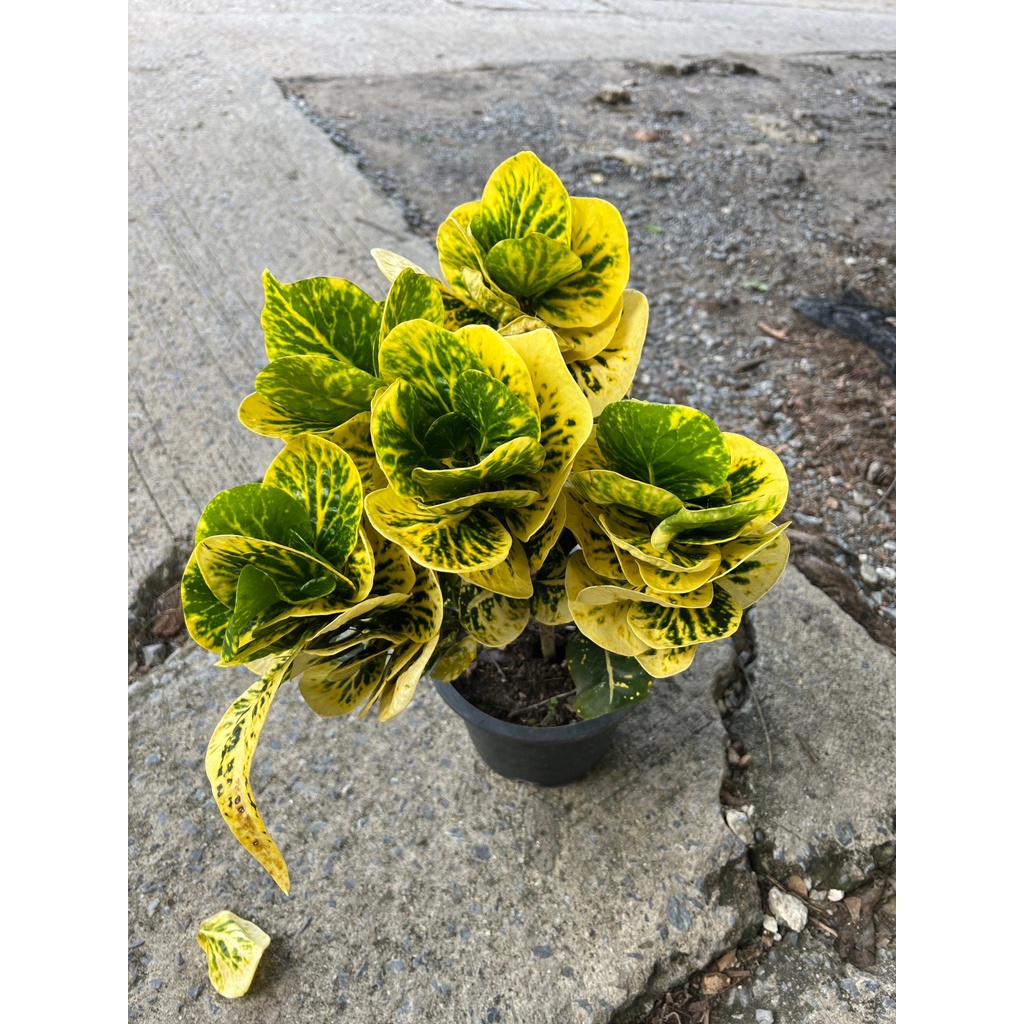 มุมมอง 2