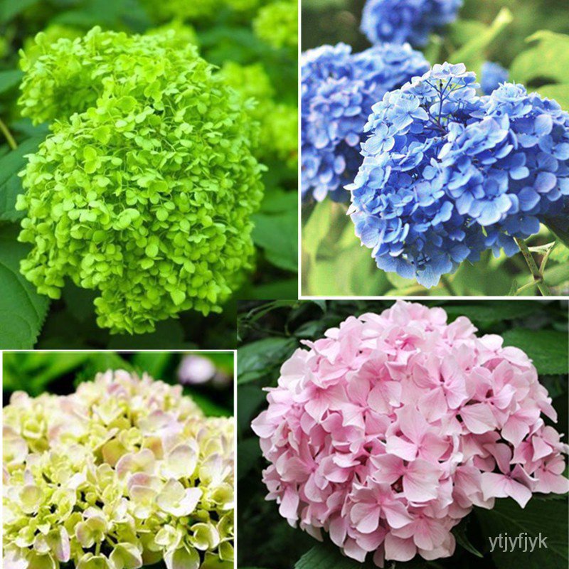 NEW Beautiful 10pcs bag hydrangea seed bonsai flower seeds hydrangea